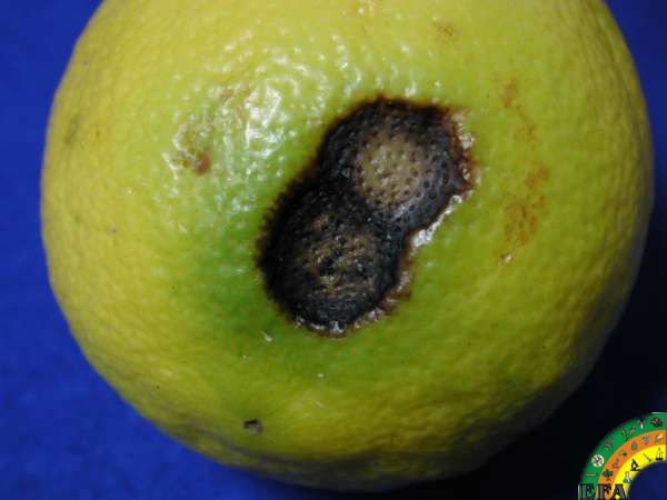 Pseudomonas Syringae - Ataque de Pseudomona syringae en limonero.jpg